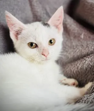 Przeurocze kocięta, Lotka i Loki do adopcji!  Lotka i Loki – dwa cudaki słodziaki szukają domku! Poz, , Warszawa