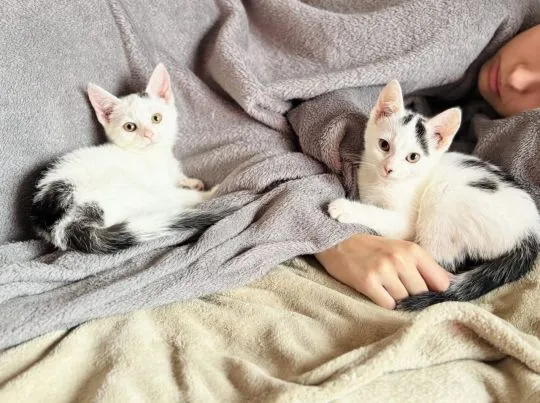 Przeurocze kocięta, Lotka i Loki do adopcji!  Lotka i Loki – dwa cudaki słodziaki szukają domku! Poz, , Warszawa