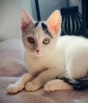 Przeurocze kocięta, Lotka i Loki do adopcji!  Lotka i Loki – dwa cudaki słodziaki szukają domku! Poz, , Warszawa