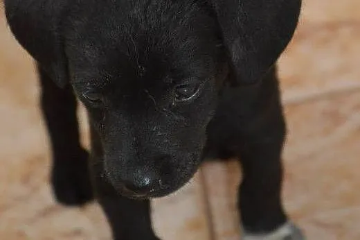 NELKA - mikro sunia szuka odpowiedzialnego domu!, 