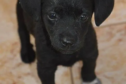 NELKA - mikro sunia szuka odpowiedzialnego domu!, 