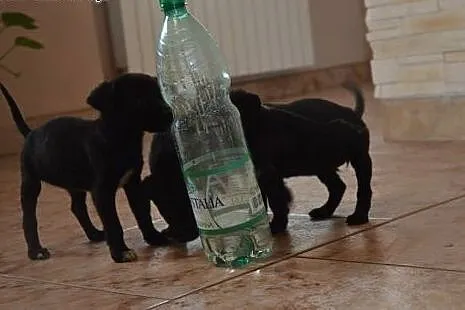 NELKA - mikro sunia szuka odpowiedzialnego domu!, 