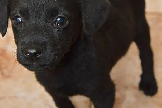 NELKA - mikro sunia szuka odpowiedzialnego domu!, 
