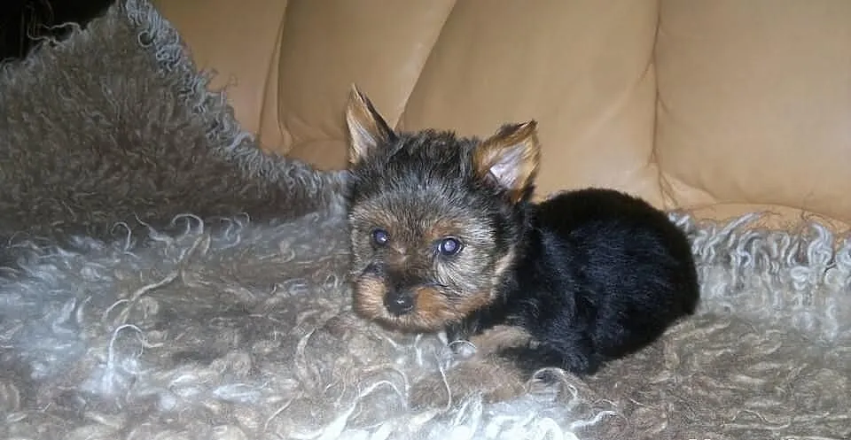 York piesek suczka yorkshire terrier szczeniak