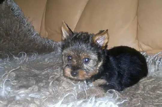 York piesek suczka yorkshire terrier szczeniak