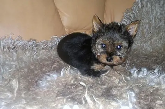York piesek suczka yorkshire terrier szczeniak