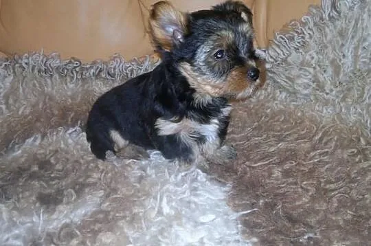 York piesek suczka yorkshire terrier szczeniak
