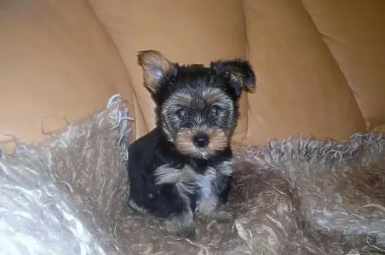York piesek suczka yorkshire terrier szczeniak