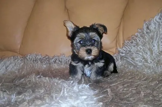 York piesek suczka yorkshire terrier szczeniak