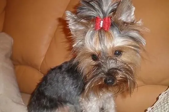 York piesek suczka yorkshire terrier szczeniak