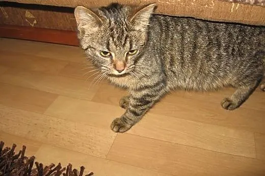 Buraska pręguska 4-5 miesiecy,wysterylizowana,adopcja!!,  świętokrzyskie Kielce