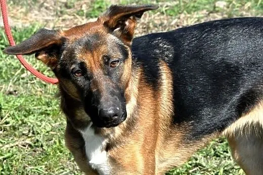 Atlanta szczeniak 10 mcy mix owczarek ADOPCJA,  małopolskie Kraków