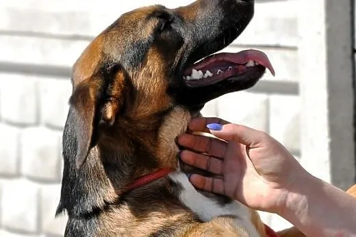 Atlanta szczeniak 10 mcy mix owczarek ADOPCJA,  ma
