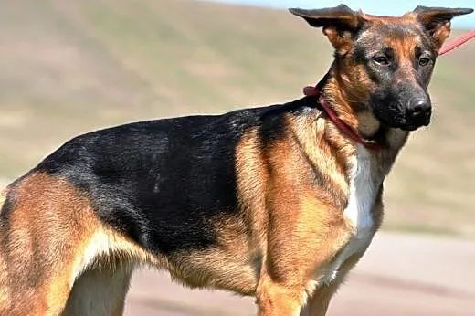 Atlanta szczeniak 10 mcy mix owczarek ADOPCJA,  ma