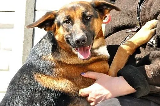 Atlanta szczeniak 10 mcy mix owczarek ADOPCJA,  ma