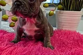 Buldog francuski niebieski