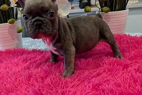 Buldog francuski niebieski, Warmińsko-mazurskie, Olsztyn