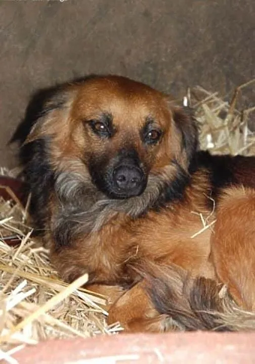 Rudzia - śliczna, 12 kg sunia szuka domu!, mazowi