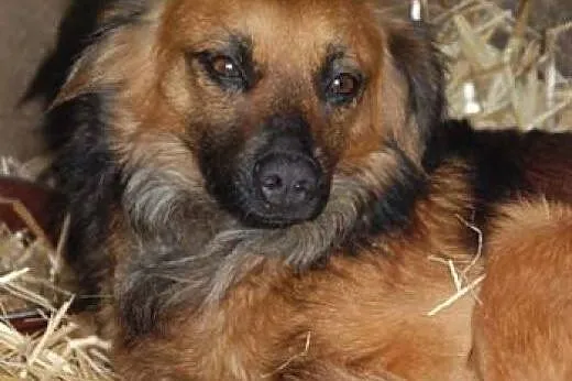 Rudzia - śliczna, 12 kg sunia szuka domu!,  mazowi