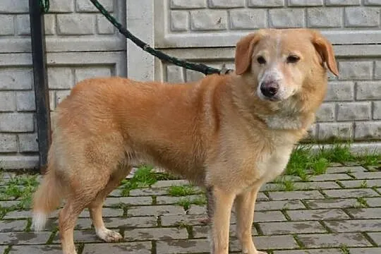 Bery z kanapy do schroniska... szukamy domu!