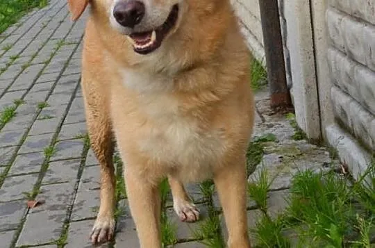 Bery z kanapy do schroniska... szukamy domu!