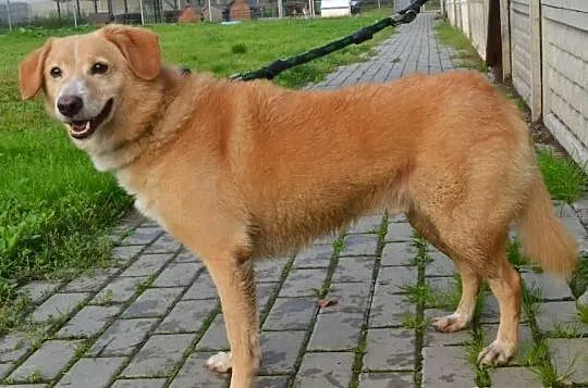 Bery z kanapy do schroniska... szukamy domu!