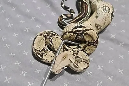 Boa cesarskie, Pomorskie, Mosty