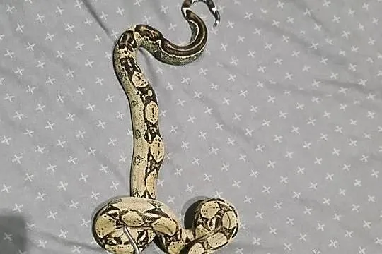 Boa cesarskie, Pomorskie, Mosty