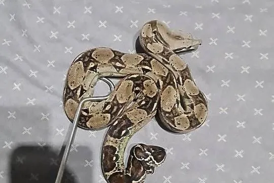 Boa cesarskie, Pomorskie, Mosty