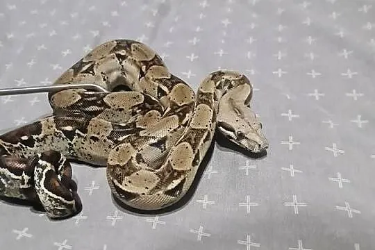 Boa cesarskie, Pomorskie, Mosty