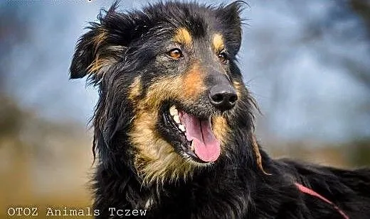 OTOZ Animals - Sonia - śliczna suczka w typie owcz