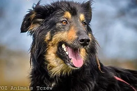 OTOZ Animals - Sonia - śliczna suczka w typie owcz