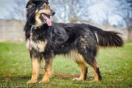 OTOZ Animals - Sonia - śliczna suczka w typie owcz