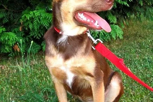 Czoko-malutka,wysterylizowana,adopcja!!,  świętokrzyskie Kielce