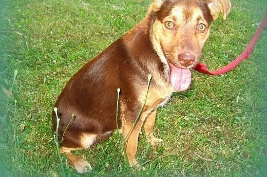 Czoko-malutka,wysterylizowana,adopcja!!,  świętokr