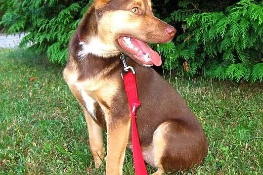 Czoko-malutka,wysterylizowana,adopcja!!,  świętokr