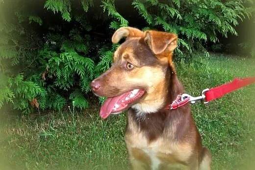 Czoko-malutka,wysterylizowana,adopcja!!,  świętokr