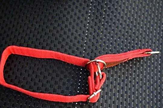 Obroża Pół Zaciskowa Regulowana 25-40 cm*Olsztyn Dajtki, Warmińsko-mazurskie, Olsztyn