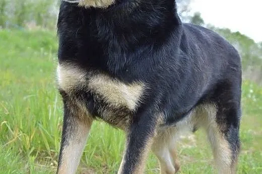Pokochaj MORUSA, dużego pluszaka do przytulania :)