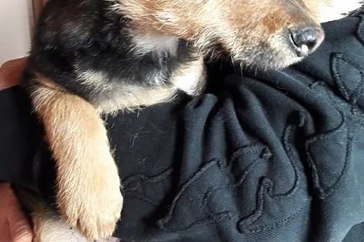 Brando 3 miesięczny szczeniaczek szuka kochającego