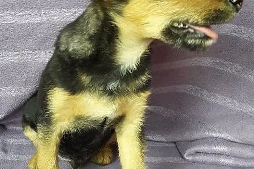 Brando 3 miesięczny szczeniaczek szuka kochającego