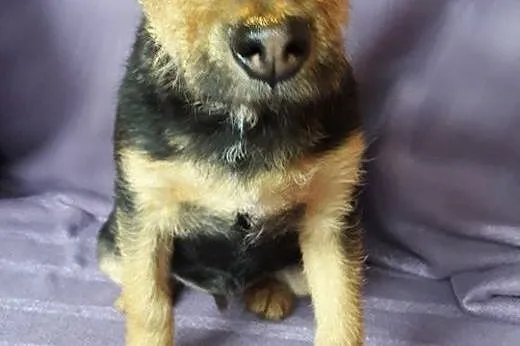 Brando 3 miesięczny szczeniaczek szuka kochającego