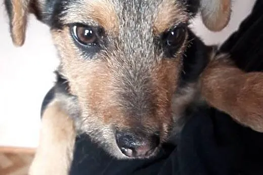 Brando 3 miesięczny szczeniaczek szuka kochającego