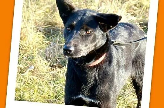 Roczna,średnia 15 kg suczka MARKIZA, przyjazna,wesoła,łagodna_Adopcja