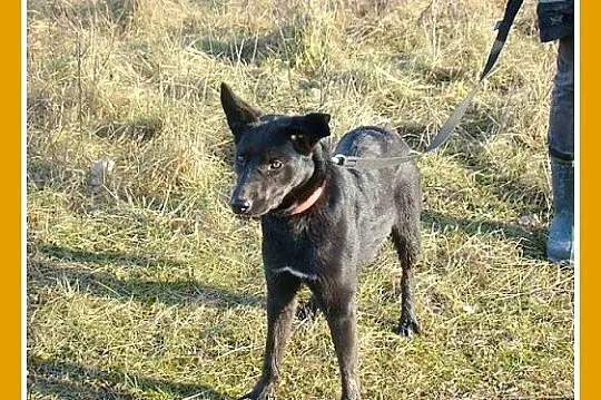Roczna,średnia 15 kg suczka MARKIZA, przyjazna,wes