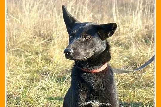 Roczna,średnia 15 kg suczka MARKIZA, przyjazna,wes
