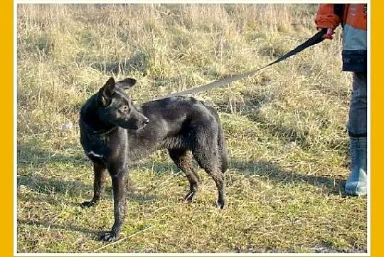 Roczna,średnia 15 kg suczka MARKIZA, przyjazna,wes