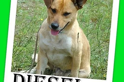 Wesoły,łagodny,przyjazny,średni piesek DIESEL.Adopcja,  małopolskie Kraków