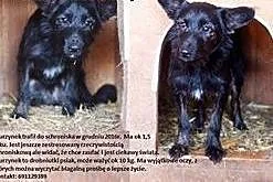 Murzynek malutki piesek szuka pilnie cierpliwego i dobrego domku,  Kundelki cała Polska