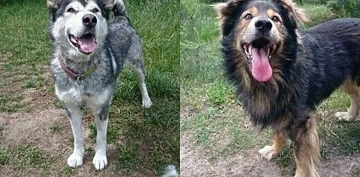 Suczka alaskan malamute i mix leonberger zakochana